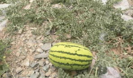 吃瓜爆料的真假如何辨别,真假难辨，如何慧眼识珠？